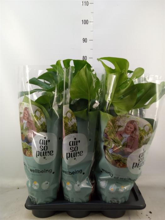 <h4>Monstera delic.</h4>