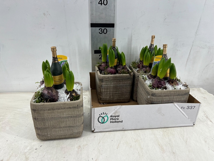 <h4>ARR HYACINTH</h4>