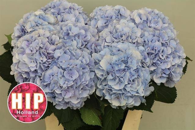 <h4>HYDR M CH VERENA BL</h4>
