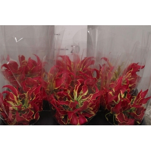 Gloriosa Rothschild Short