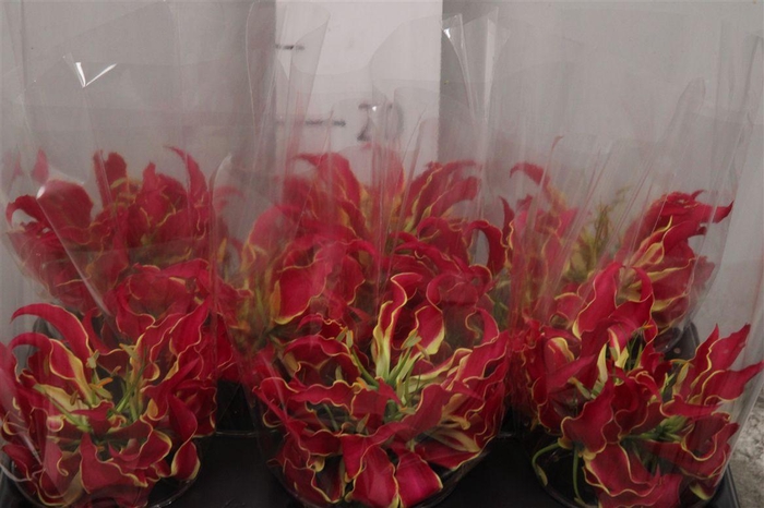 <h4>Gloriosa Rothschild Short</h4>