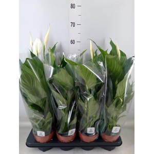 Spathiphyllum  'Sweet Ricardo'