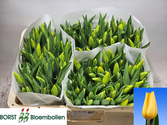 <h4>TU EN STRONG GOLD</h4>