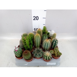 Cactus   ...mix