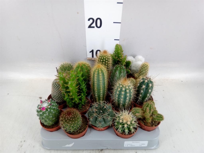 <h4>Cactus ...mix</h4>