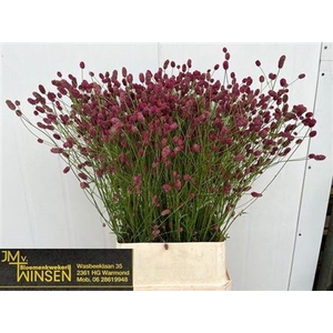 Sanguisorba O Arnhem
