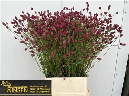 <h4>Sanguisorba O Arnhem</h4>
