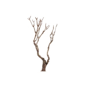 Syringa Branch Super Montemezzi