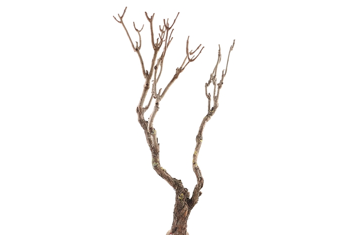 <h4>Syringa Branch Super Montemezzi</h4>