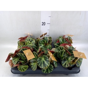 Begonia BD   ...