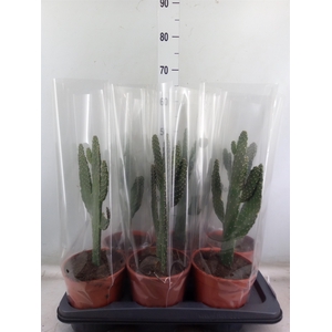Opuntia