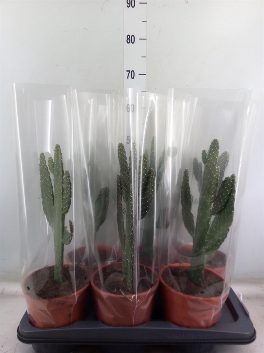 <h4>Opuntia</h4>