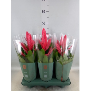 Vriesea  'Intenso Pink'