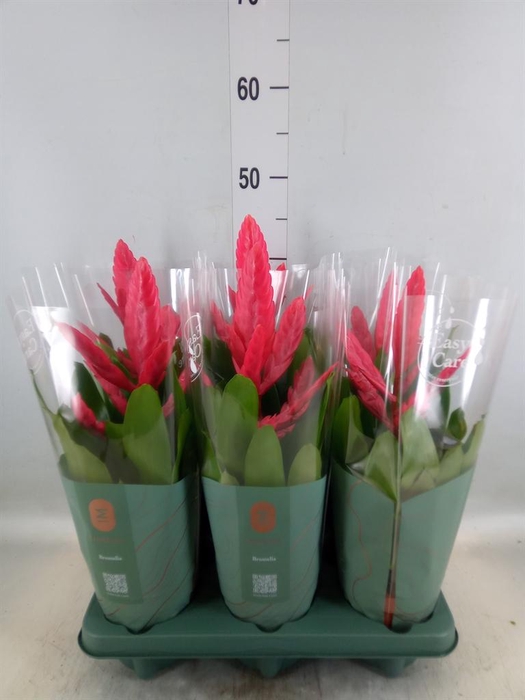 <h4>Vriesea 'Intenso Pink'</h4>