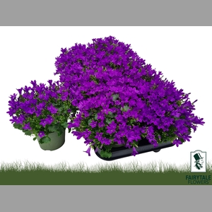 CAMP POR BLU GET MEE