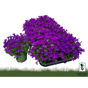 CAMP POR BLU GET MEE