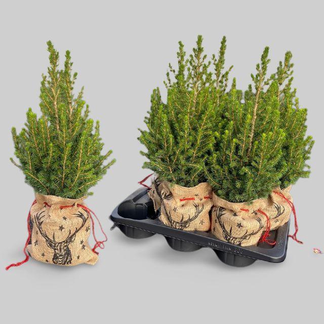 <h4>PICEA GL CONICA JUTE P17</h4>