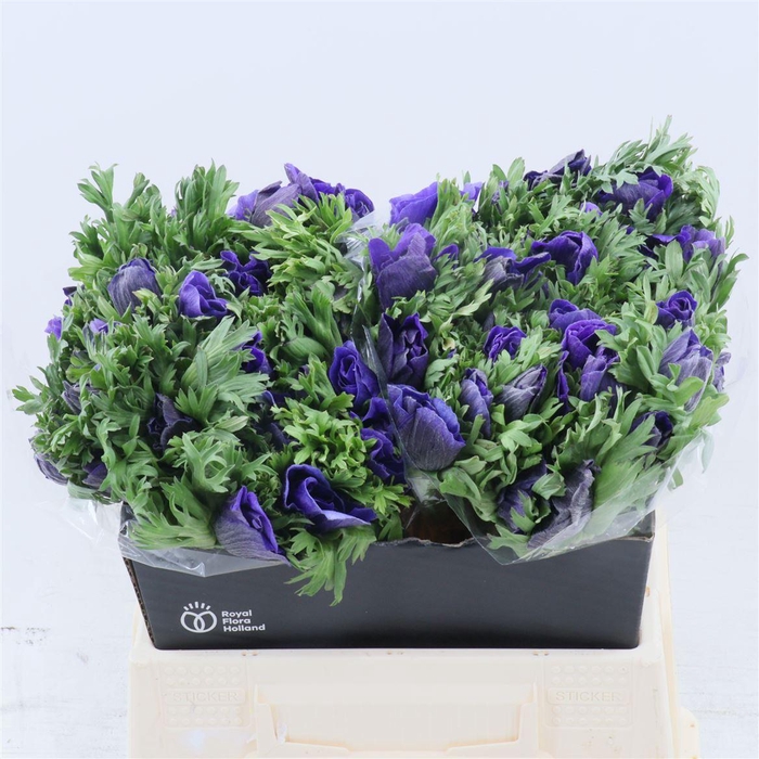 <h4>Anemone Galil Blauw</h4>