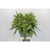 Setaria Italica Volle Melk