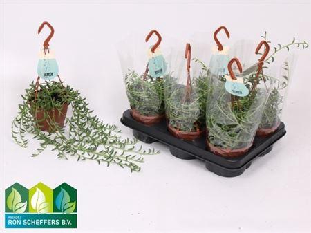 arr8 Senec Ov In Hangpotje