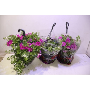 Hanging Baskets