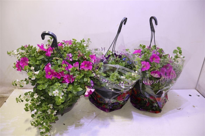 <h4>Hanging Baskets</h4>