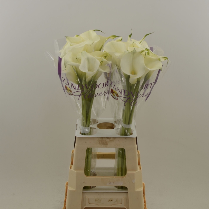 <h4>Calla Ventura | Heavy Quality</h4>