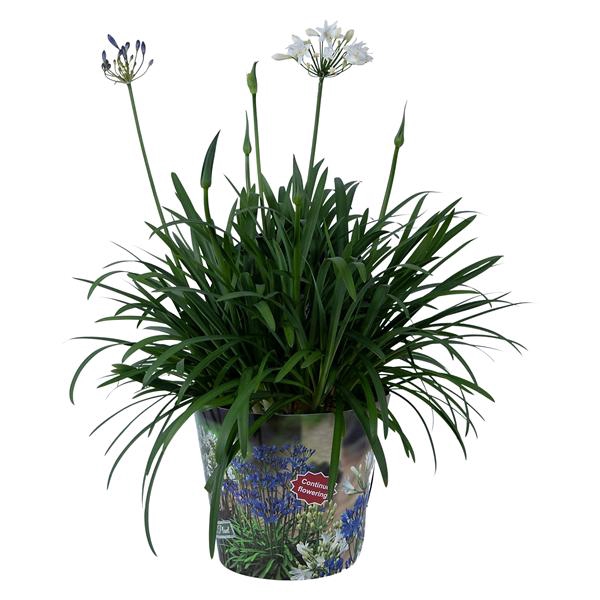 <h4>Nolina Agapanthus Ø 24 cm. Summer LoveTM Duo in box</h4>