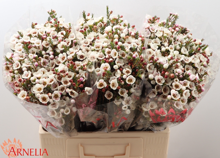 <h4>Chame Moonlight Delight Arnelia</h4>