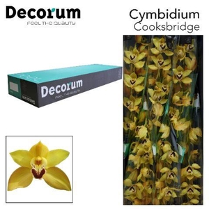 CYMB T COOKSBRIDGE Decorum 80cm