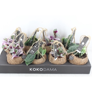 arr3 Kokoplant - Green mix x8