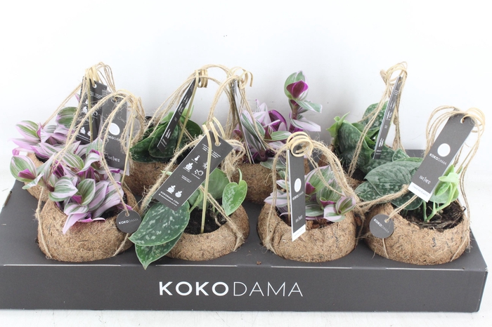 <h4>arr3 Kokoplant - Green mix x8</h4>