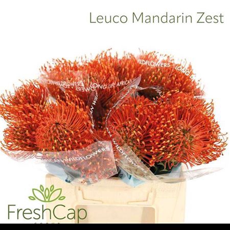 <h4>Leuco Ayoba Man Zest</h4>