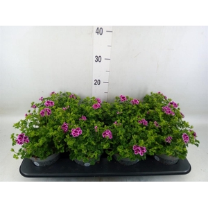 Pelargonium gran.   ..