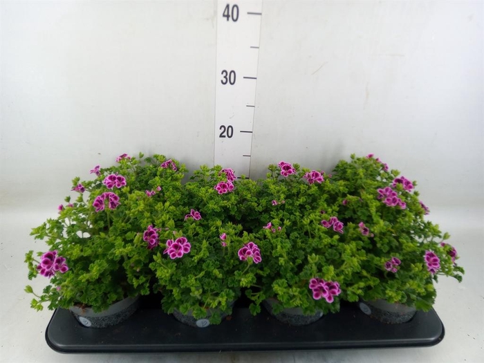 <h4>Pelargonium gran.   ..</h4>