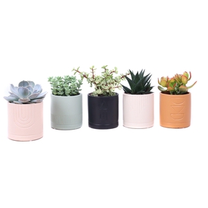 Succulent mix 8,5 cm in El Minya sierpot