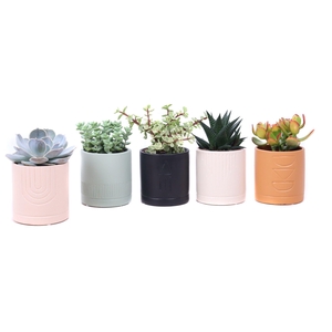 Succulent mix 8,5 cm in El Minya sierpot