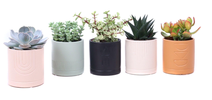 <h4>Succulent mix 8,5 cm in El Minya sierpot</h4>