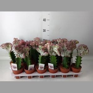 Euphorbia lactea 'Cristata'