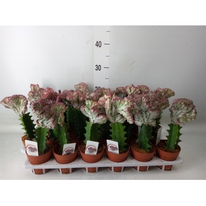 Euphorbia lactea 'Cristata'