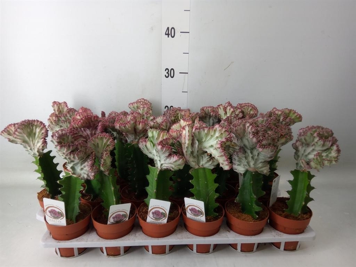 <h4>Euphorbia lactea 'Cristata'</h4>