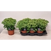 Sedum Herbstfreude