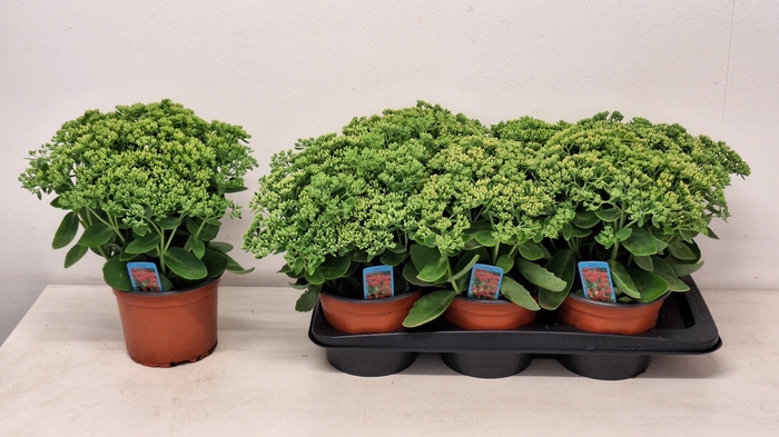 Sedum Herbstfreude