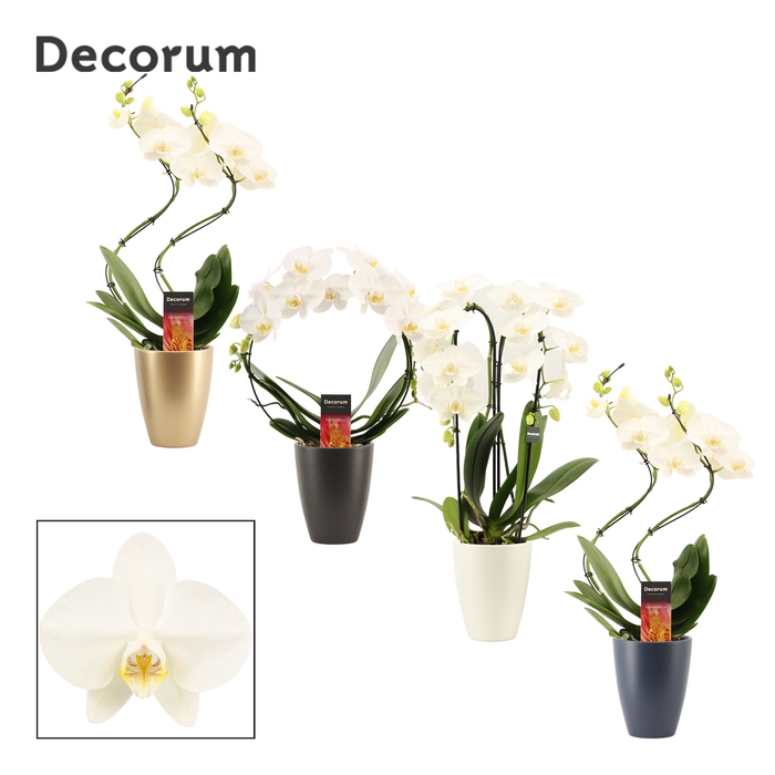 <h4>Phalaenopsis vormen mix 2 tak wit in Carly (Neo Architect-coll.)</h4>