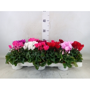 Cyclamen KL 'Verano'