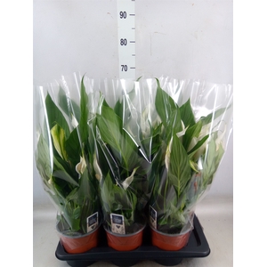 Spathiphyllum  'Bingo Cupido'