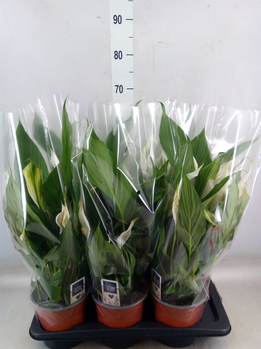 <h4>Spathiphyllum  'Bingo Cupido'</h4>
