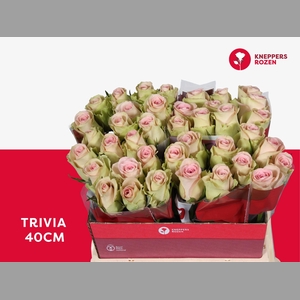R GR TRIVIA