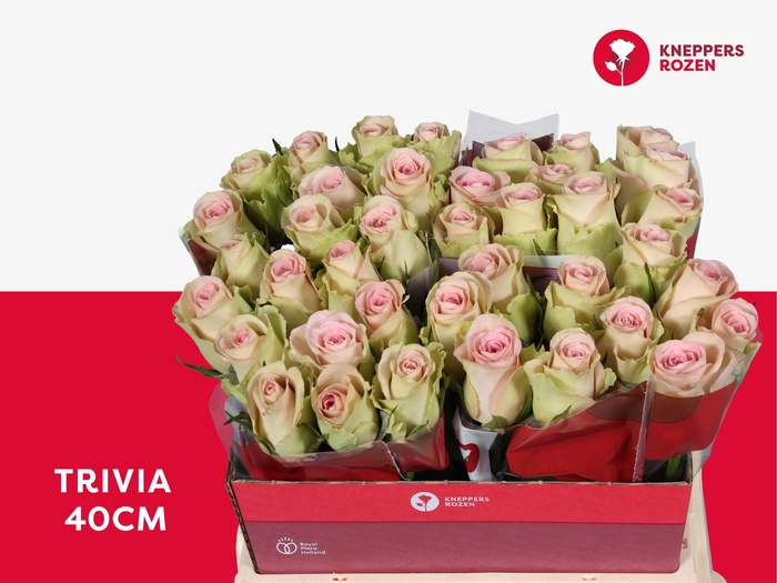 <h4>R GR TRIVIA</h4>