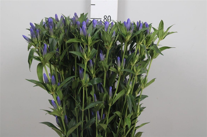 <h4>Genti Kagayaki</h4>